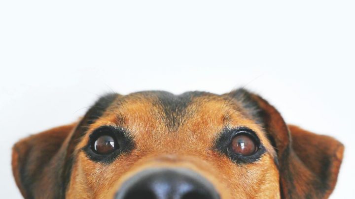 Oletko harkinnut rescuekoiran ottamista?
